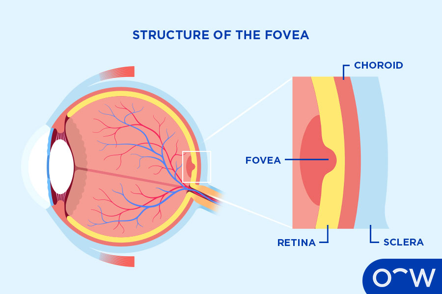 Cross-section diagram of the eye with the fovea magnified: a small pit in the retina at the back of the eyeball, shown against the choroid and sclera layers.